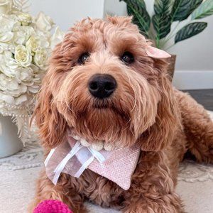 Cottage Phebes | Tweed Bandana